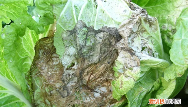 石灰粉能治白菜腐烂病吗,白菜死苗烂根可以用石灰防治吗