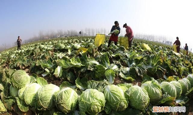 石灰粉能治白菜腐烂病吗,白菜死苗烂根可以用石灰防治吗