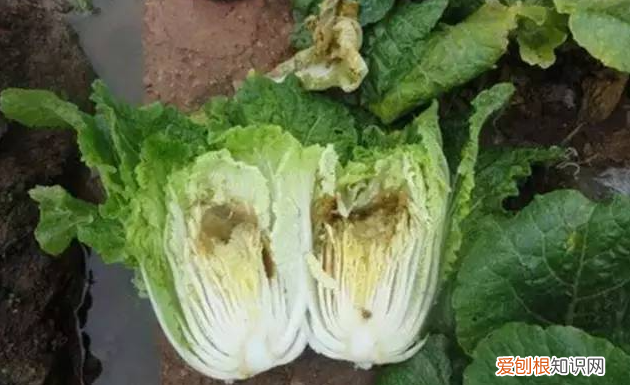 石灰粉能治白菜腐烂病吗,白菜死苗烂根可以用石灰防治吗