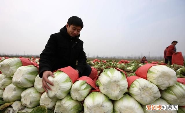 石灰粉能治白菜腐烂病吗,白菜死苗烂根可以用石灰防治吗