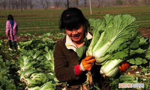 石灰粉能治白菜腐烂病吗,白菜死苗烂根可以用石灰防治吗