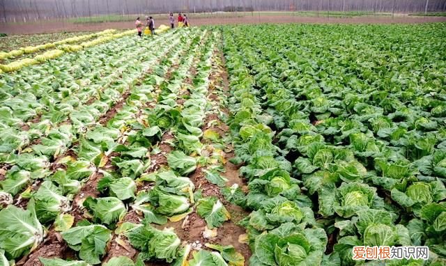 石灰粉能治白菜腐烂病吗,白菜死苗烂根可以用石灰防治吗