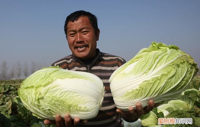 石灰粉能治白菜腐烂病吗,白菜死苗烂根可以用石灰防治吗