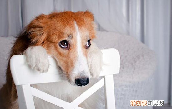 犬疫苗在什么情况下失效 打了真疫苗也可能失效！