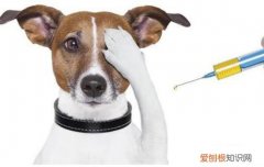 犬疫苗在什么情况下失效 打了真疫苗也可能失效！