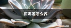 丽娜莲怎么繁殖 丽娜莲怎么养