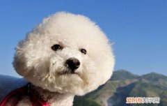 狗狗弓形虫病的症状 弓形虫家庭驱虫法