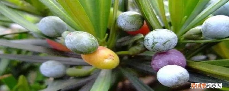 罗汉松果可以食用吗 罗汉松果实可以生吃吗
