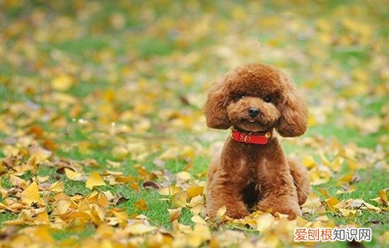 跳蚤怎么消灭 全面认识狗狗身上的跳蚤
