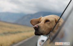 蝴蝶犬得了犬瘟怎么办 有什么症状表现
