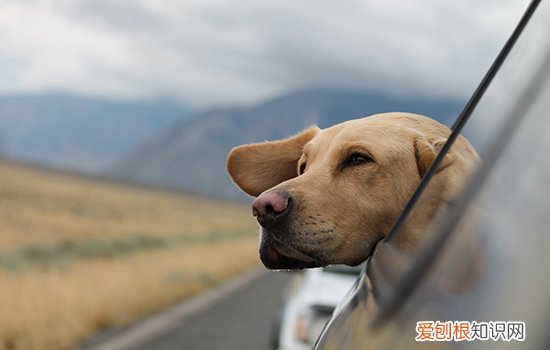 蝴蝶犬得了犬瘟怎么办 有什么症状表现