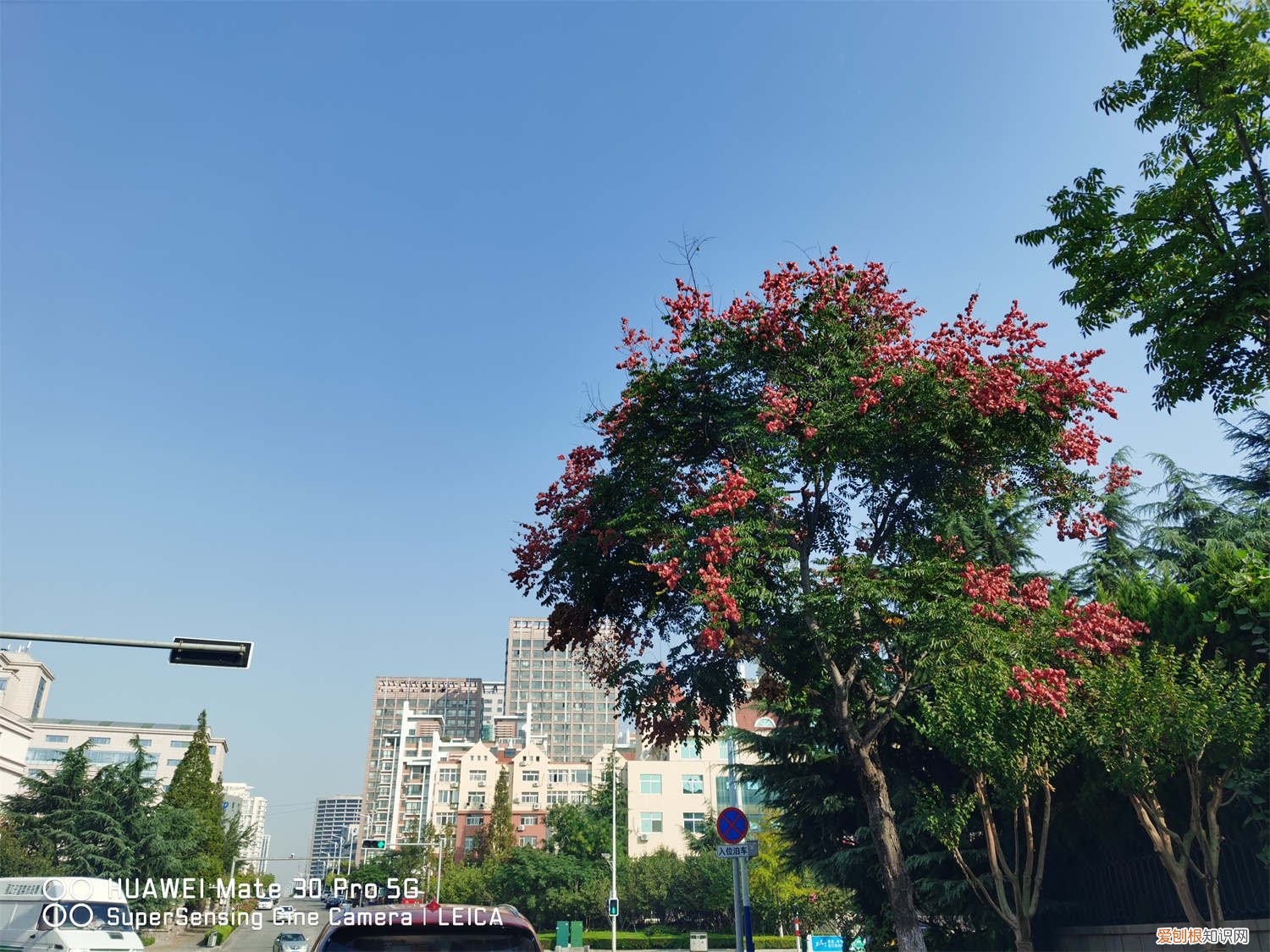 栾树养殖方法与种植 栾树的养殖方法