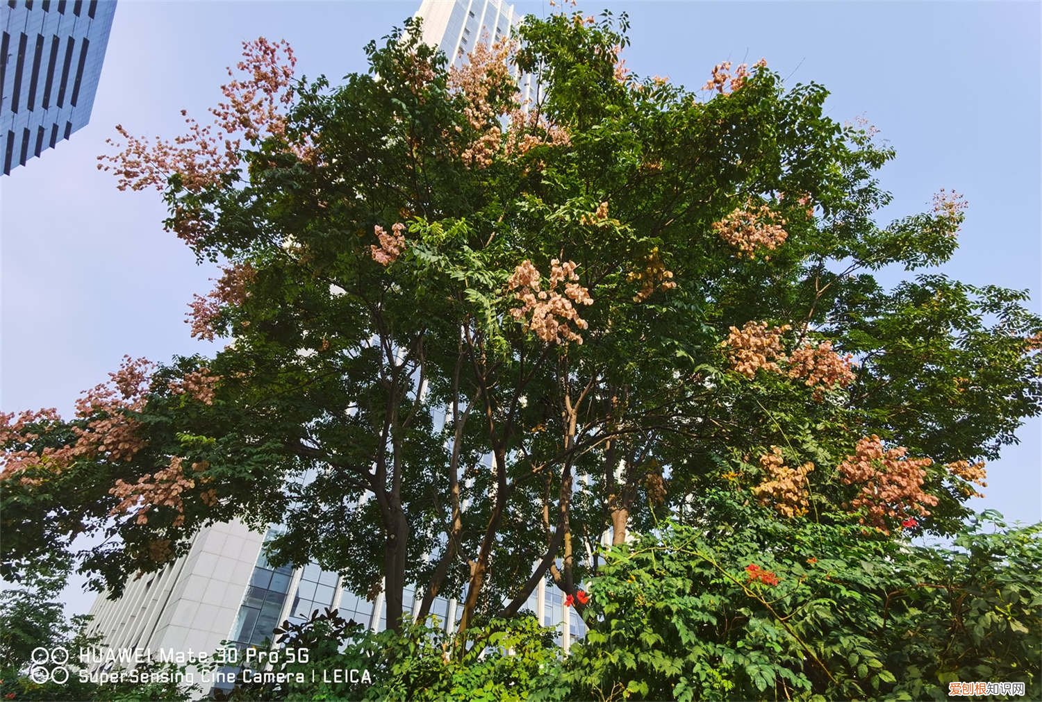 栾树养殖方法与种植 栾树的养殖方法