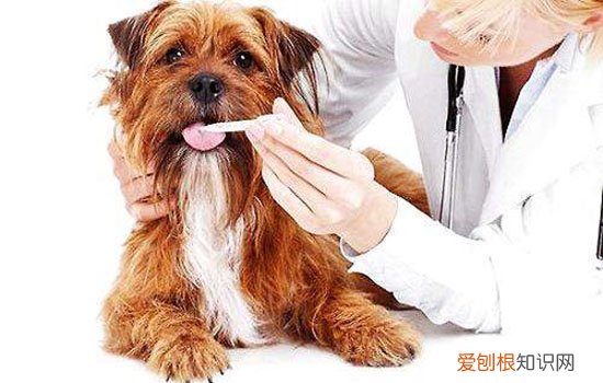 狗狗怎么预防心丝虫 防大于治