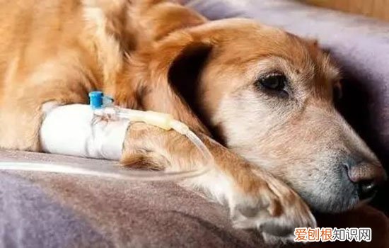 狗狗怎么预防心丝虫 防大于治