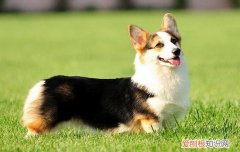 狗瘟是什么 关于狗瘟你不知道的事