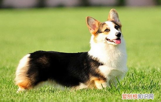狗瘟是什么 关于狗瘟你不知道的事