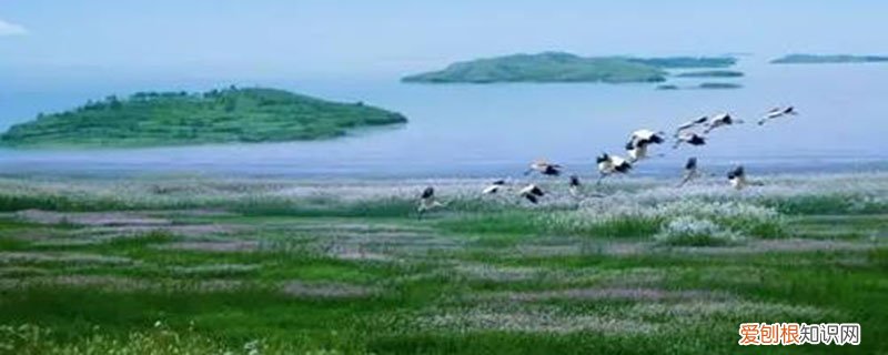湿地是地球之肾,森林是肺,海洋是什么 湿地是地球之肾还是肺