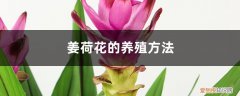 姜荷花的养殖方法和注意事项冬季 姜荷花的养殖方法