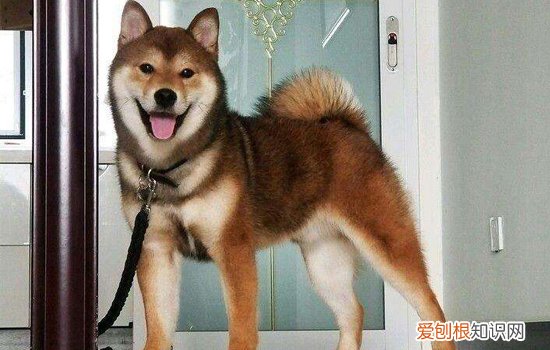 狗狗绝育的好处与坏处 你还在纠结绝育的问题吗
