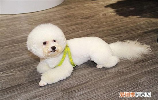 不绝育对狗有什么坏处 容易得肿瘤吗