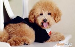 不绝育对狗有什么坏处 容易得肿瘤吗