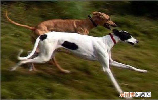 宠物狗小便异常的六大病症 狗狗撒尿一滴一滴