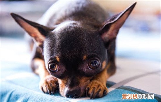 狗狗常见的五种手术 你家的狗狗做过手术吗