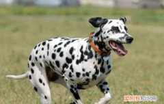 狗狗便便有血怎么回事 狗狗便便有血主人还还没发现吗