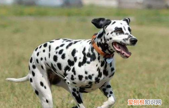 狗狗便便有血怎么回事 狗狗便便有血主人还还没发现吗