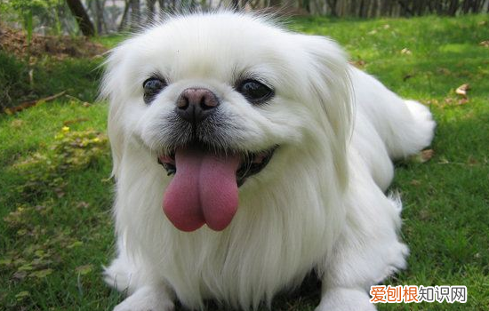 狗狗耳廓血肿怎么办？如何治疗？ 知道狗狗耳廓血肿是啥吗