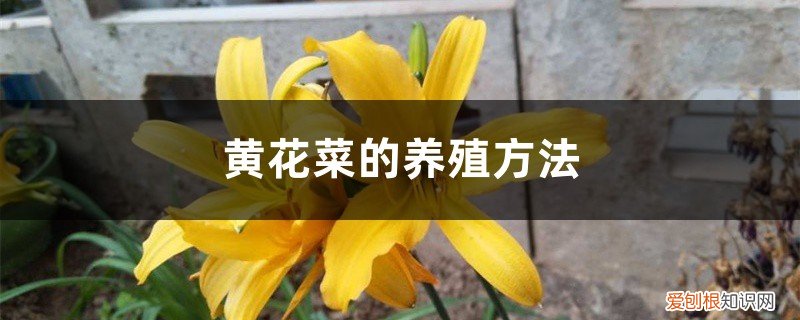 黄花菜的栽培方法 黄花菜的养殖方法