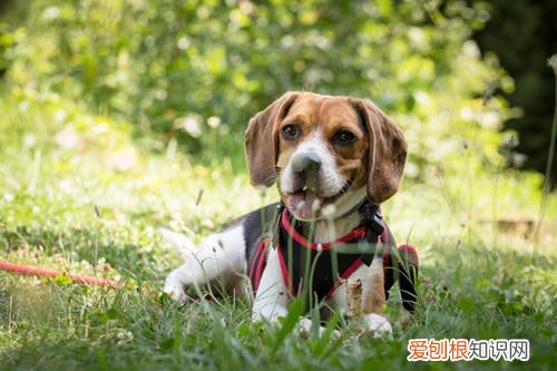 狗狗胃扭转的症状 如何预防狗狗患胃扭转