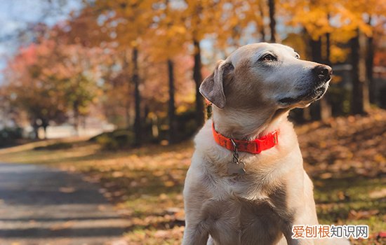 狗狗爬楼梯的危害 别再让狗狗爬楼梯了