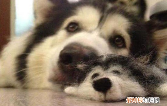狗狗爬楼梯的危害 别再让狗狗爬楼梯了