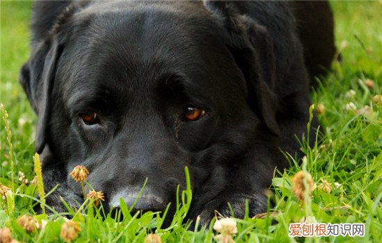 狗狗被蜱虫咬后起的包 狗狗被蜱虫咬了该怎么办