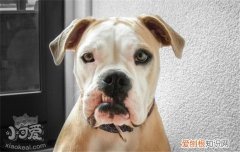 狗狗为什么会口臭 狗狗口臭有什么危害