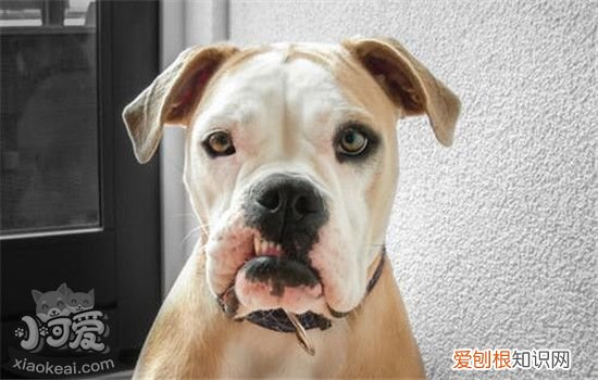 狗狗为什么会口臭 狗狗口臭有什么危害
