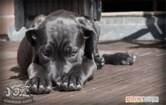 狗狗得了糖尿病怎么办 以下三点需要多多注意