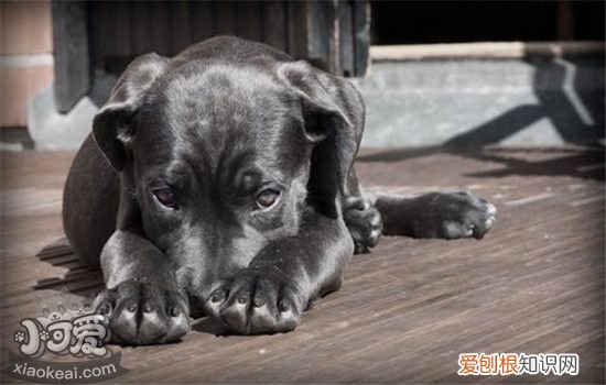 狗狗得了糖尿病怎么办 以下三点需要多多注意