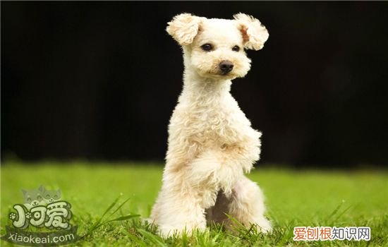 狗狗益生菌的作用 益生菌和益生元有什么差别？