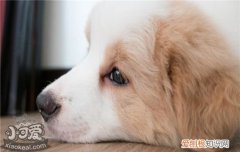 狗狗益生菌可以天天吃吗 请不要一直给健康的狗狗吃益生菌