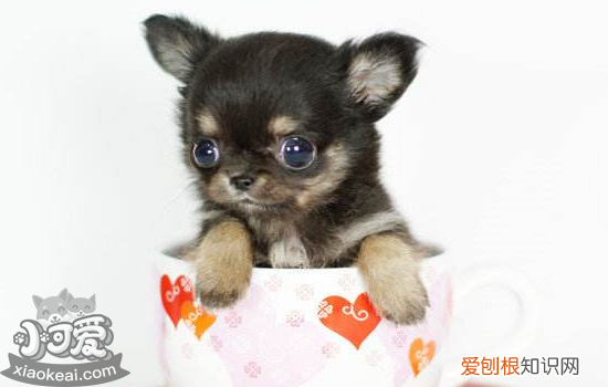 给狗狗绝育真的好吗 细说狗狗绝育的利弊