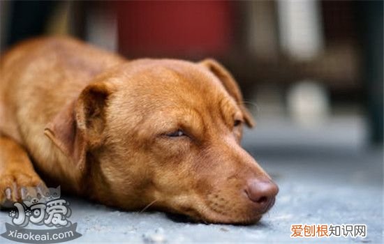 狗狗隐睾是什么 狗狗为什么会得隐睾症