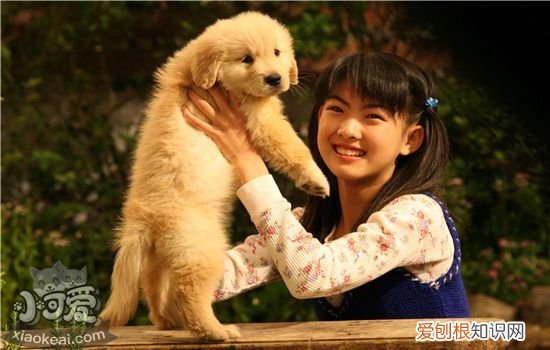 犬瘟的症状 犬瘟发病的原因及用药指导