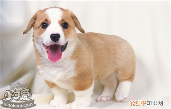 狗狗突然不吃东西是什么情况 该如何解决