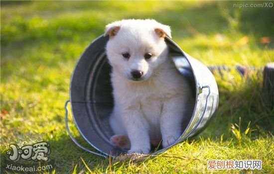 狗狗突然不吃东西是什么情况 该如何解决