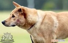 狗子宫蓄脓的症状 母狗子宫蓄脓英文资料的译文