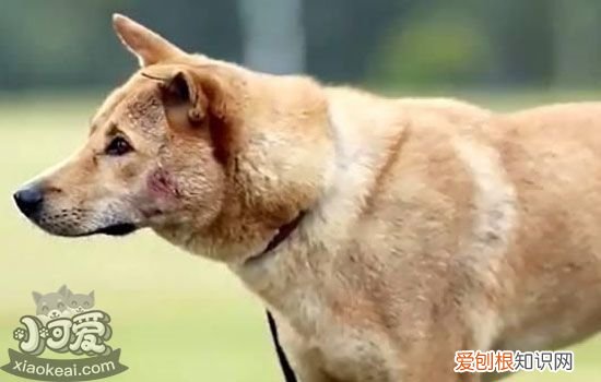 狗子宫蓄脓的症状 母狗子宫蓄脓英文资料的译文