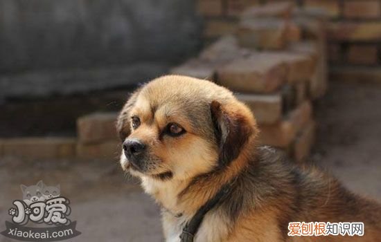 狗子宫蓄脓的症状 母狗子宫蓄脓英文资料的译文